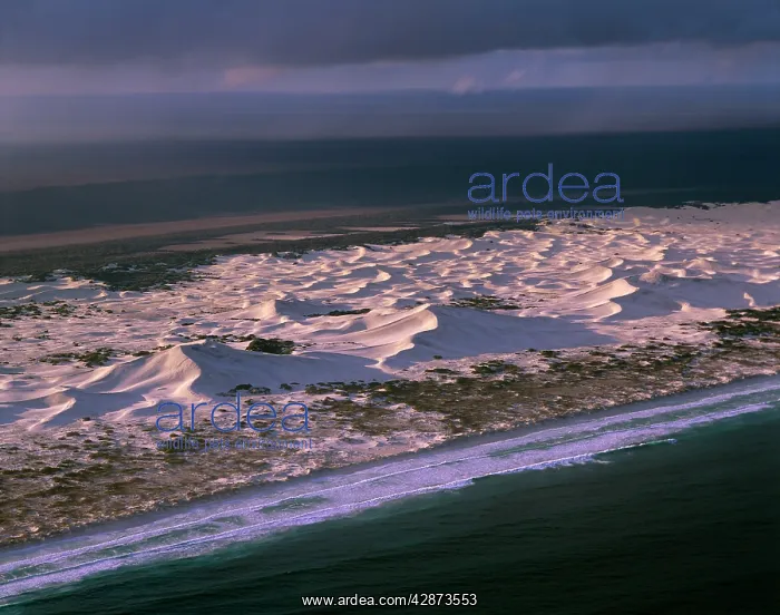 : Coastal dunes Nuytsland Nature Reserve : Coastal dunes Nuytsland Nature Reserve