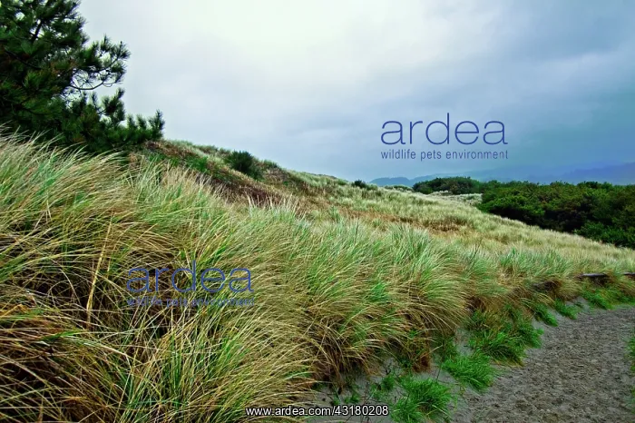 : Coastal Flora, Oregon : Coastal Flora, Oregon