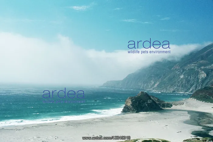: Coastal Fog - caused by cold currents meeting hot land : Coastal Fog - caused by cold currents meeting hot land