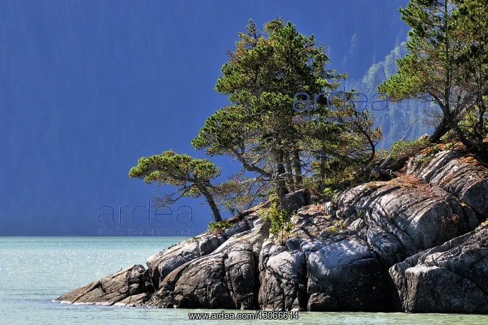 : Coastal forest growing on rocks at an Inlet : Coastal forest growing on rocks at an Inlet