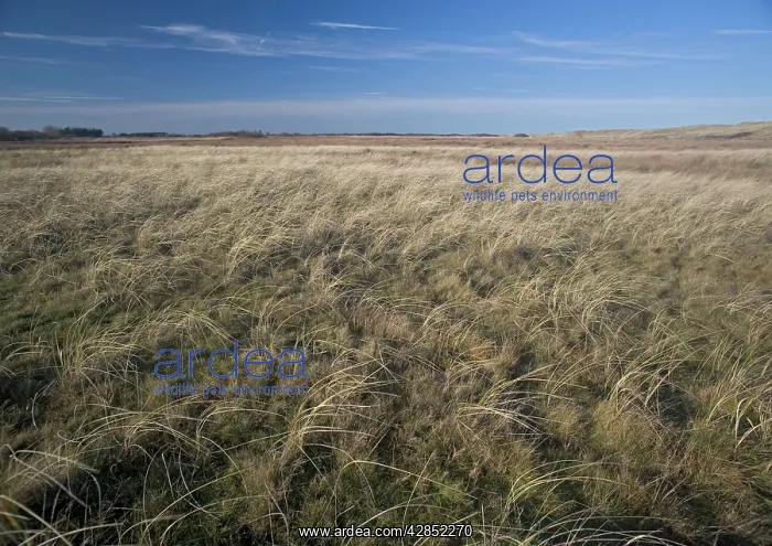 : Coastal grassland behind the dunes at Winterton Ness : Coastal grassland behind the dunes at Winterton Ness