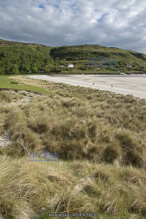 : Coastal Grassland Sand Dunes and Beach : Coastal Grassland Sand Dunes and Beach