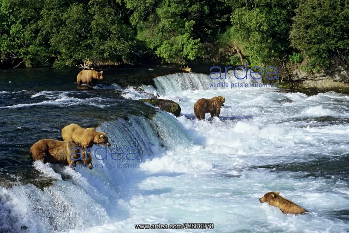 : Coastal Grizzlies or Alaskan Brown Bears - fishing : Coastal Grizzlies or Alaskan Brown Bears - fishing