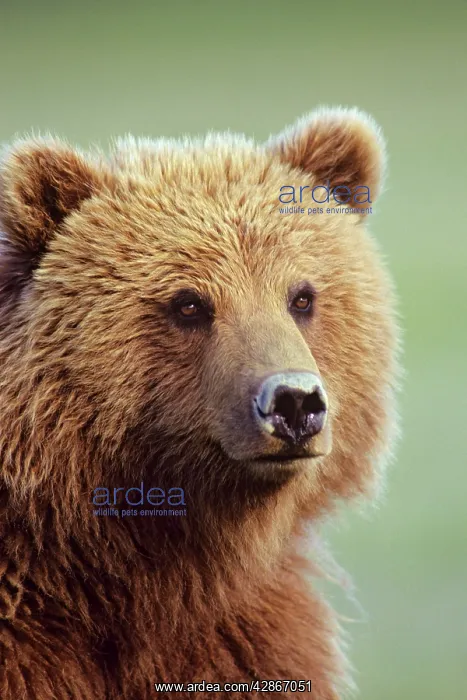 : Coastal Grizzly Bear, Alaska : Coastal Grizzly Bear, Alaska