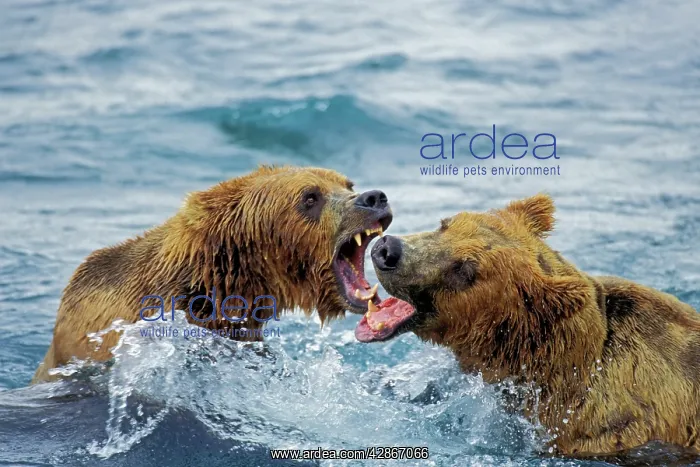 : Coastal grizzly bear arguing over salmon fishing rights : Coastal grizzly bear arguing over salmon fishing rights