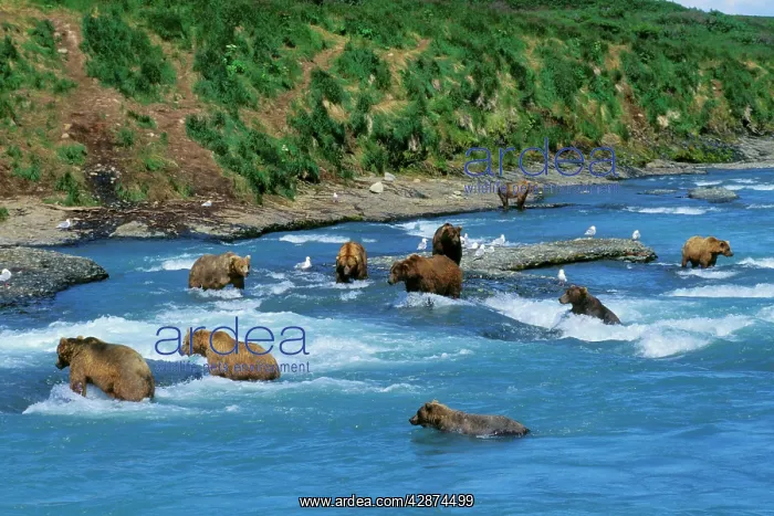  : Coastal Grizzly Bears - fishing for salmon
