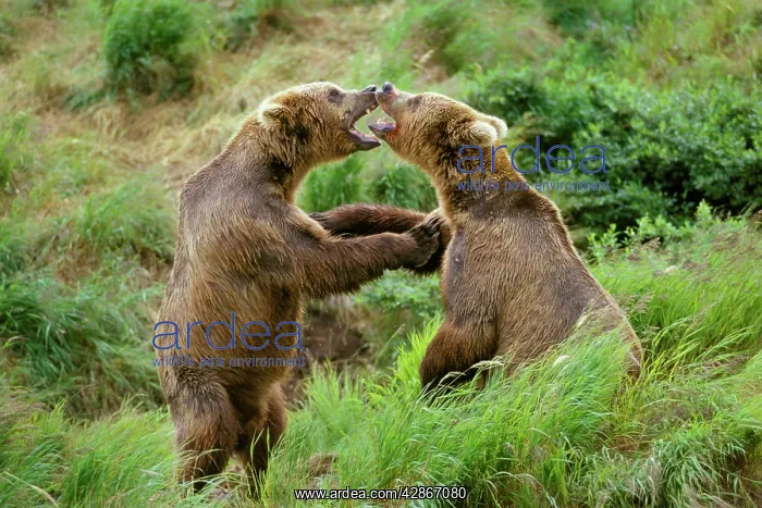 : Coastal Grizzly Bears - males wrestling : Coastal Grizzly Bears - males wrestling