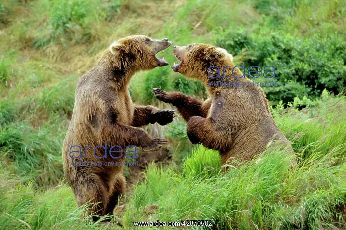 : Coastal Grizzly Bears wrestling - dominance behavior : Coastal Grizzly Bears wrestling - dominance behavior