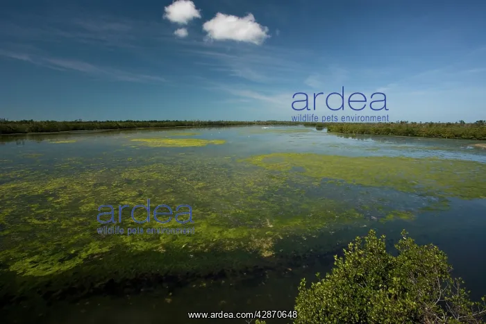 : Coastal lagoon with algae : Coastal lagoon with algae