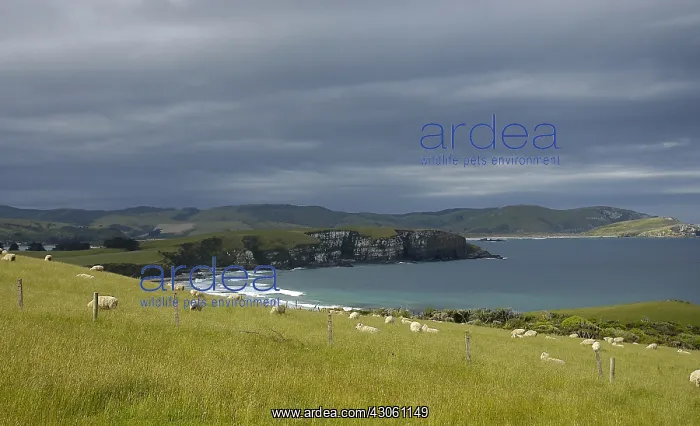 : Coastal Landscape The Catlins New Zealand : Coastal Landscape The Catlins New Zealand