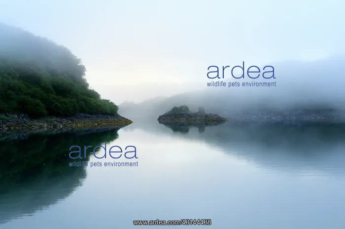 : Coastal landscape in fog bank over water : Coastal landscape in fog bank over water