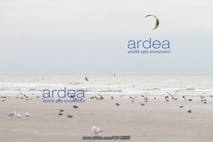 : Coastal landscape with kitesurfer and gulls : Coastal landscape with kitesurfer and gulls