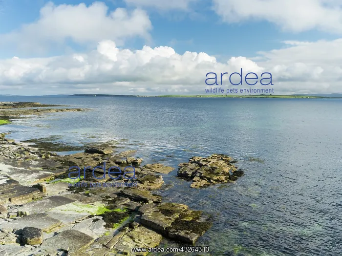 : Coastal landscape on Papa Westray, a small : Coastal landscape on Papa Westray, a small