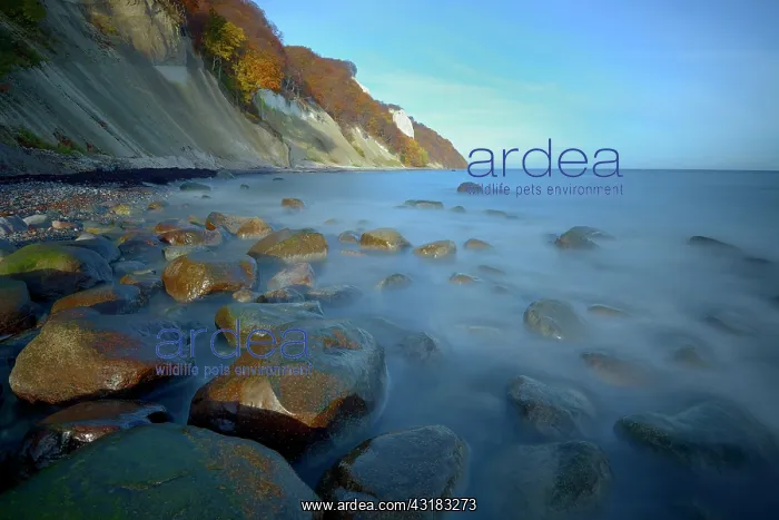 : Coastal landscape showing stones in the sea with chalk cliff : Coastal landscape showing stones in the sea with chalk cliff