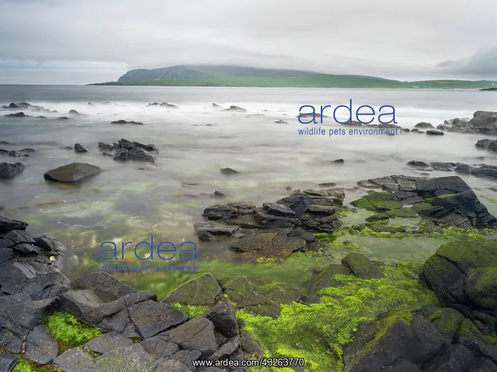 : Coastal landscape at the West Voe of Sumburgh : Coastal landscape at the West Voe of Sumburgh