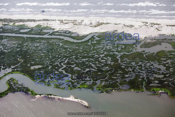 : Coastal Louisiana Wetlands : Coastal Louisiana Wetlands