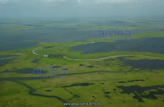 : Coastal Louisiana Wetlands : Coastal Louisiana Wetlands