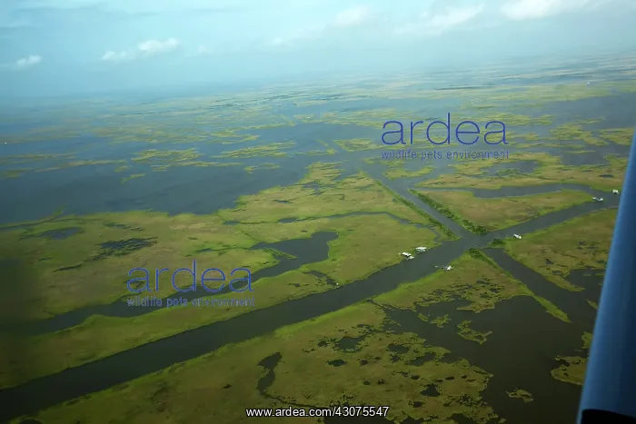 : Coastal Louisiana Wetlands : Coastal Louisiana Wetlands