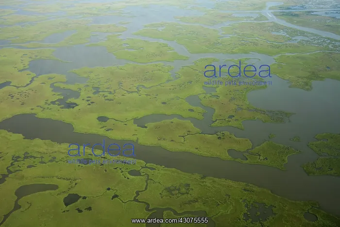 : Coastal Louisiana Wetlands : Coastal Louisiana Wetlands