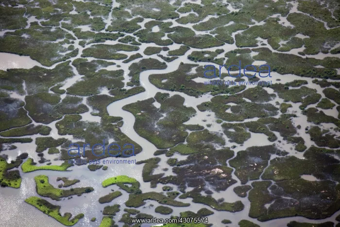 : Coastal Louisiana Wetlands : Coastal Louisiana Wetlands