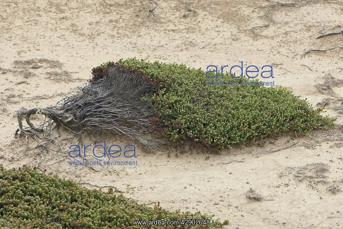 : Coastal Nassauvia : Coastal Nassauvia
