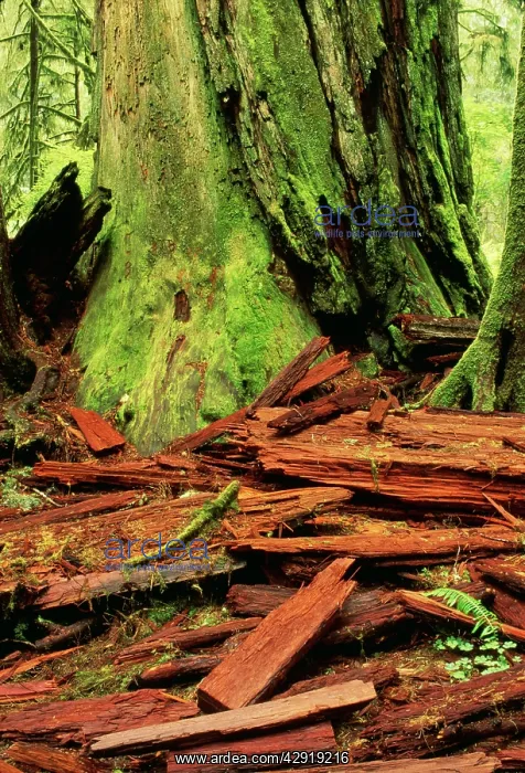  : Coastal Redwood - dead tree and decaying wood