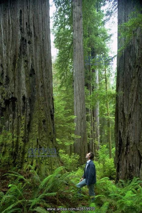 : Coastal Redwood forest : Coastal Redwood forest