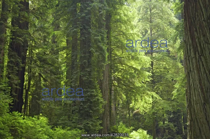 : Coastal Redwood forest : Coastal Redwood forest