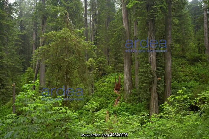  : Coastal Redwood forest