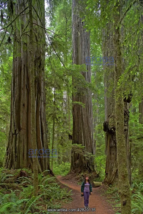 : Coastal Redwood forest : Coastal Redwood forest