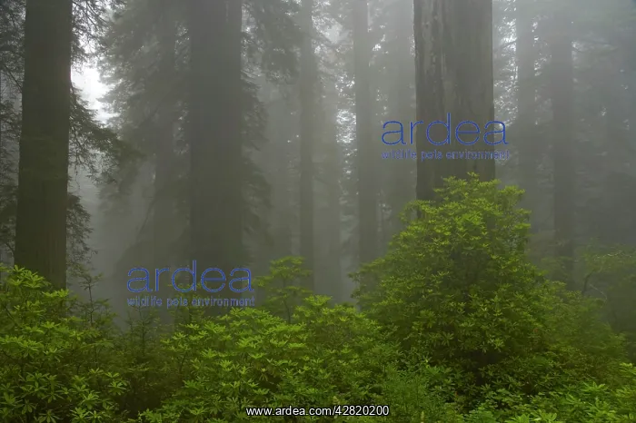 : Coastal Redwood forest in fog : Coastal Redwood forest in fog