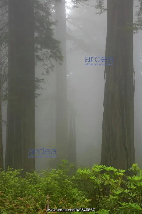 : Coastal Redwood forest - in fog : Coastal Redwood forest - in fog