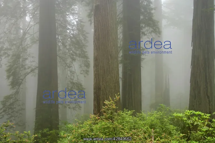 : Coastal Redwood forest - in fog : Coastal Redwood forest - in fog