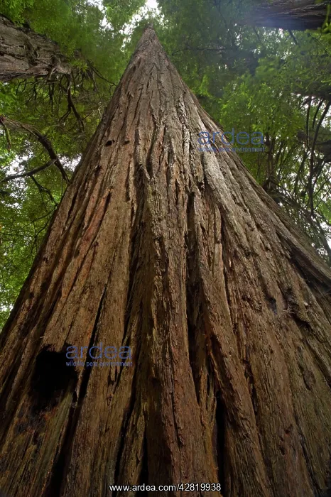 : Coastal Redwood forest - Stout Grove : Coastal Redwood forest - Stout Grove