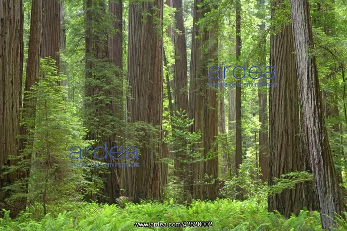 : Coastal Redwood forest - Stout Grove : Coastal Redwood forest - Stout Grove