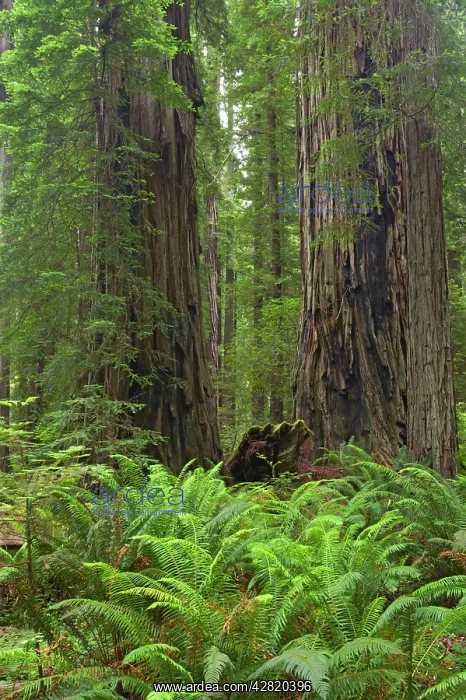  : Coastal Redwood forest - Stout GroveRedwood National Park