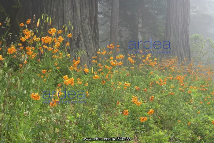  : Coastal Redwood forest and Tiger Lily (Lilium columbianum)