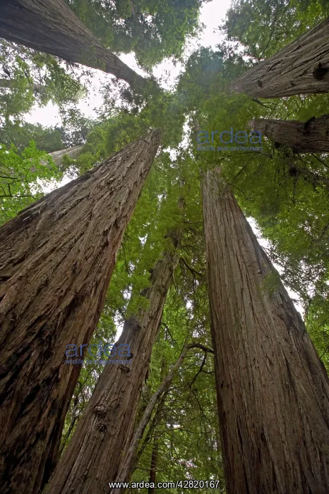 : Coastal Redwood forest - view of trunks to canopy : Coastal Redwood forest - view of trunks to canopy