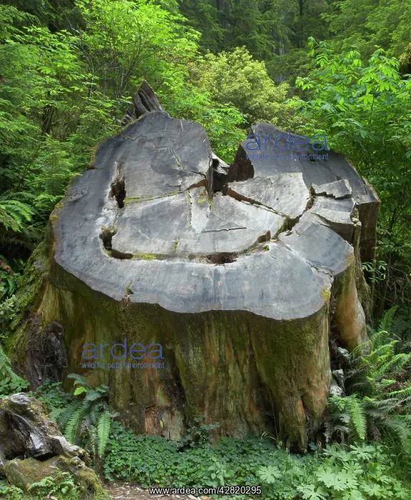 : Coastal Redwood stump : Coastal Redwood stump