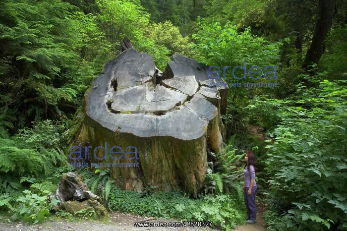 : Coastal Redwood stump : Coastal Redwood stump