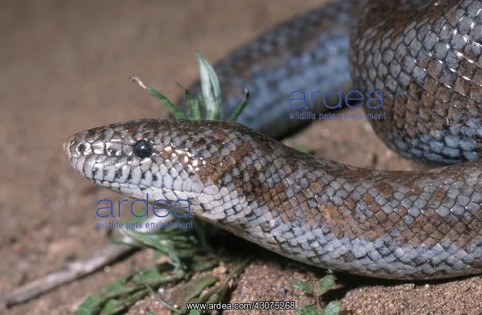 : Coastal Rosy Boa : Coastal Rosy Boa