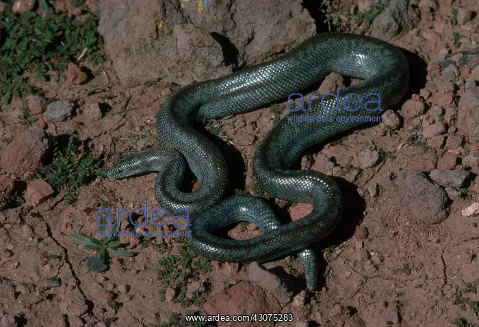 : Coastal Rosy Boa : Coastal Rosy Boa