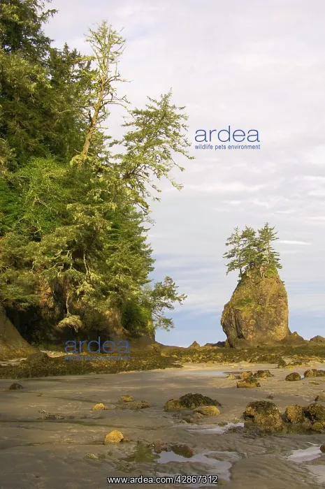 : coastal scene during low tide : coastal scene during low tide
