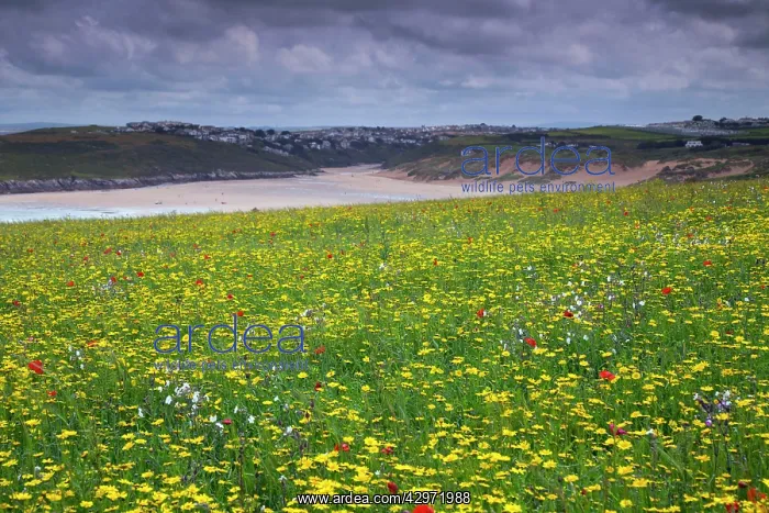 : Coastal Scene view towards Crantock Beach - Poppies : Coastal Scene view towards Crantock Beach - Poppies