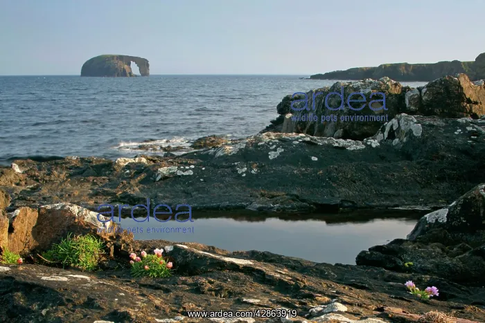 : Coastal Scenery - basalt cliffs and rock arch Dore Holm : Coastal Scenery - basalt cliffs and rock arch Dore Holm