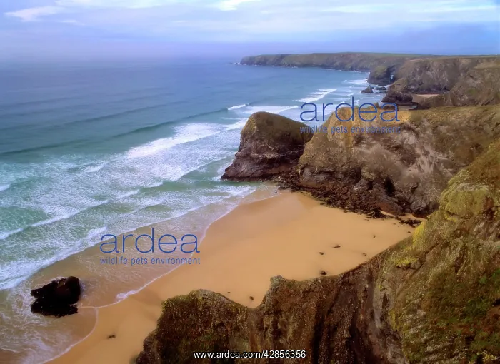 : Coastal Scenery - cliffs and beach of Bedruthan Steps : Coastal Scenery - cliffs and beach of Bedruthan Steps