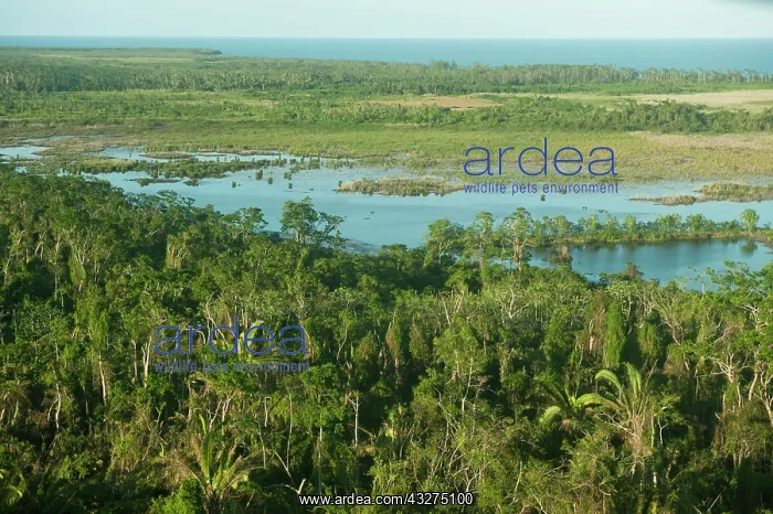 : Coastal Swamp, Belize, Central America : Coastal Swamp, Belize, Central America