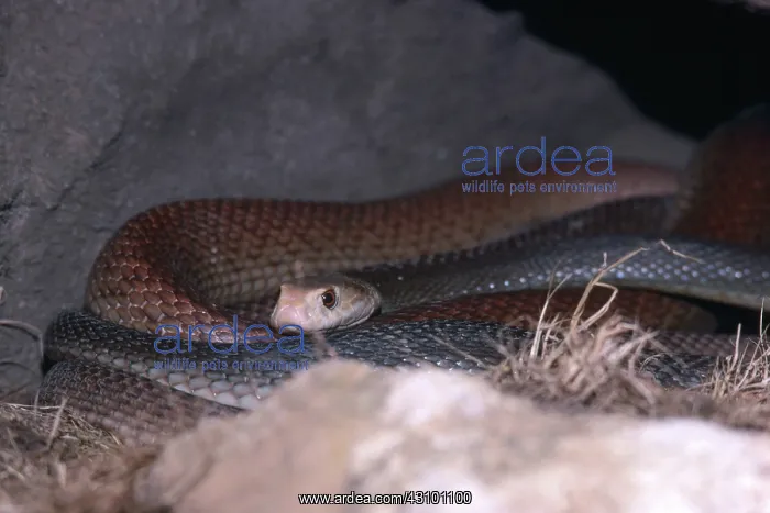 : Coastal Taipan : Coastal Taipan