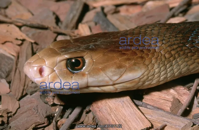 : Coastal Taipan : Coastal Taipan