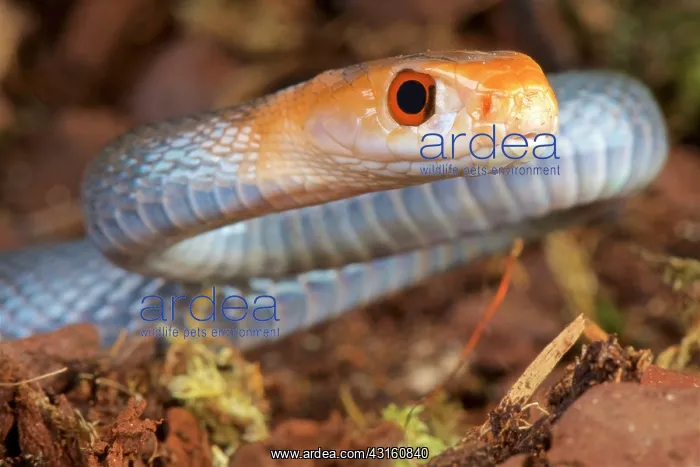 : Coastal Taipan (Oxyuranus scuttellatus canni) : Coastal Taipan (Oxyuranus scuttellatus canni)
